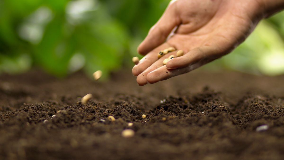 Welches Gemüse sollte man im Herbst pflanzen, um es im zeitigen Frühjahr ernten zu können? Eine Hand streut Samen in fruchtbare Erde im Garten.
