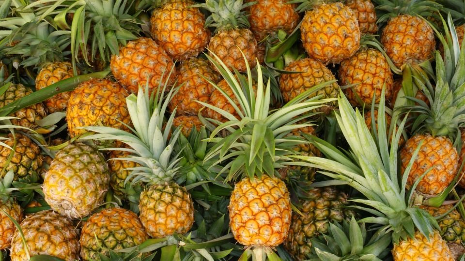 Eine Vielzahl reifer Ananasfrüchte mit grünen Blättern im Hintergrund.