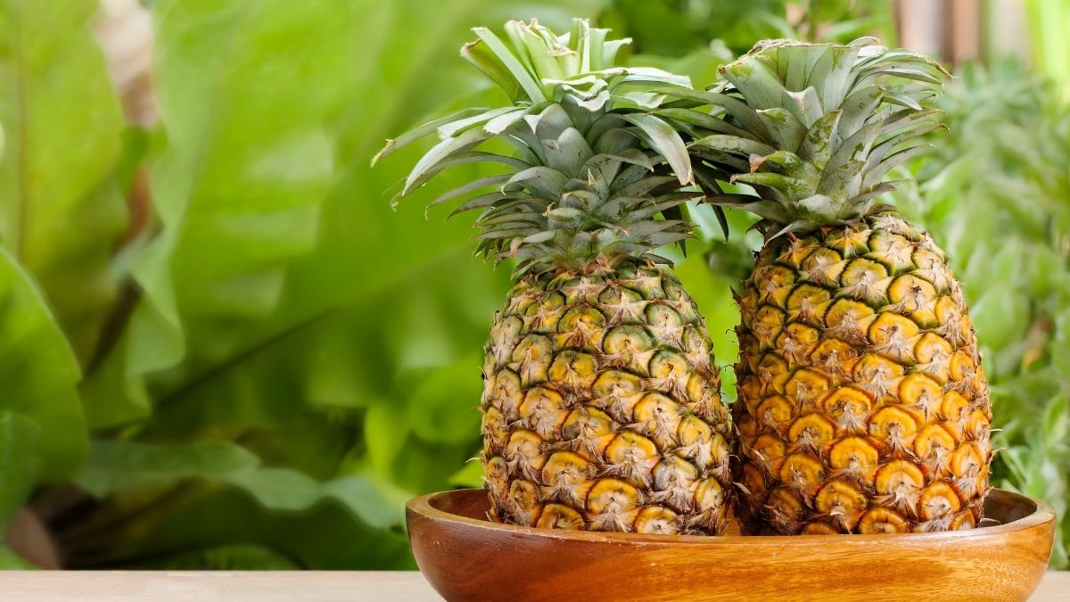 Zwei frische Ananas in einer Holzschale, umgeben von grünen Blättern.