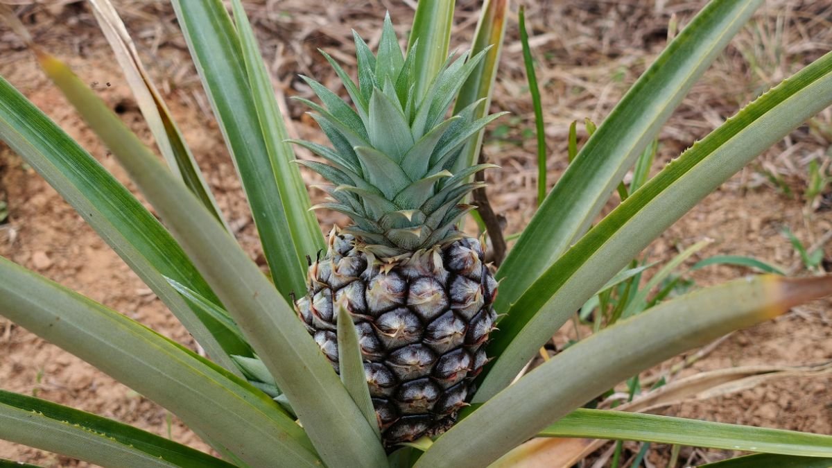 Eine reife Ananaspflanze mit grünen Blättern und einer fruchttragenden Spitze.