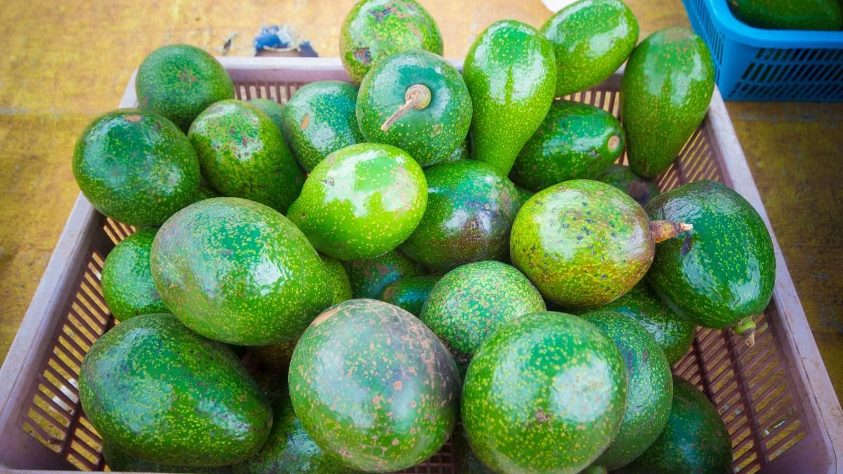 Frische Avocados in einem Korb, glänzend und grün, bereit zum Verzehr.