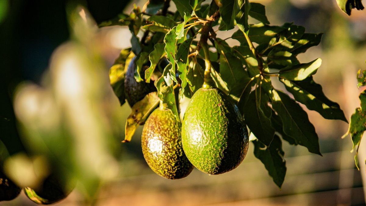 Zwei reife Avocados hängen an einem Baum, umgeben von grünen Blättern.