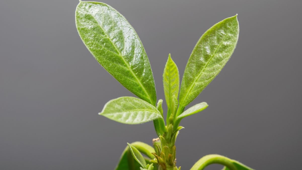 Junge Avocadopflanze mit frischen, grünen Blättern vor grauem Hintergrund.