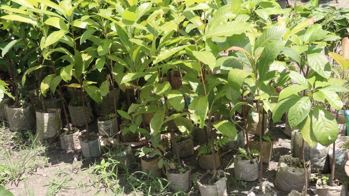 Junge Avocadopflanzen in Töpfen, bereit für den Anbau im Garten.