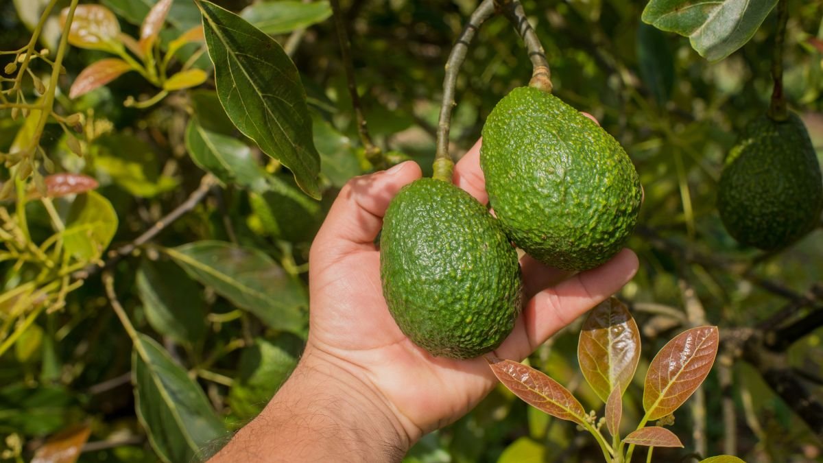 Eine Hand hält zwei reife Avocados, umgeben von grünen Blättern.
