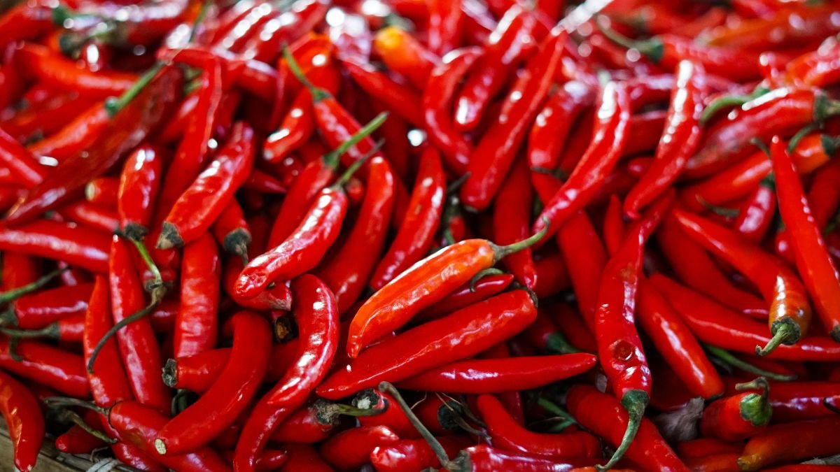 Eine Vielzahl von roten Chilis, frisch geerntet und bereit zur Lagerung.