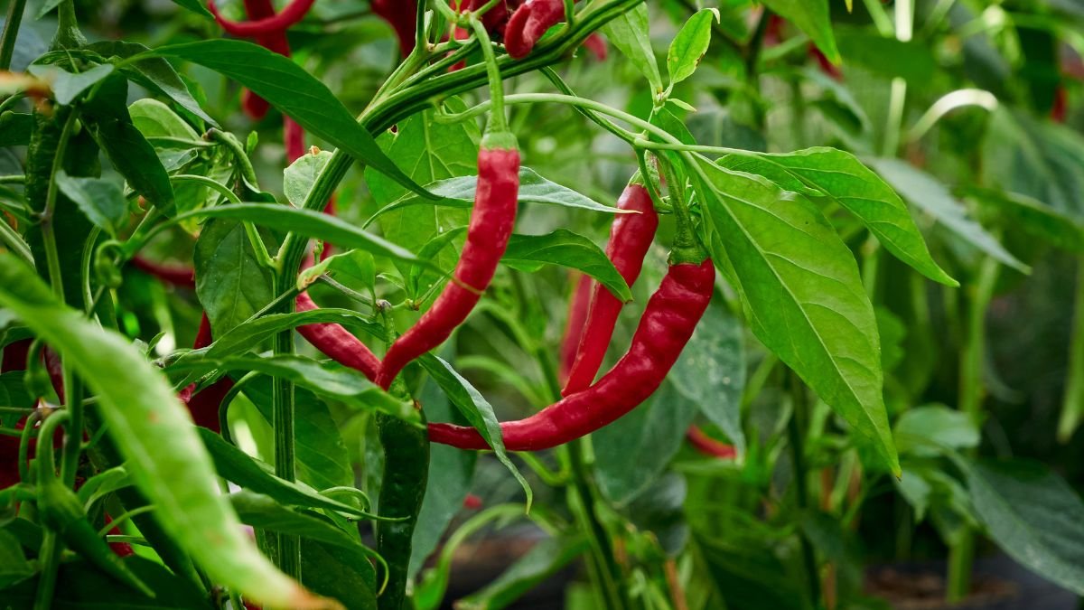 Reife rote Chilis wachsen an Pflanzen in einem Bio-Garten.