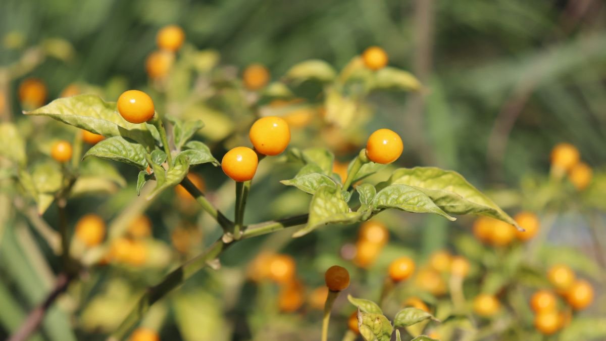 Kleine, leuchtend gelbe Aji Charapita Chilis wachsen an einer Pflanze im Garten.