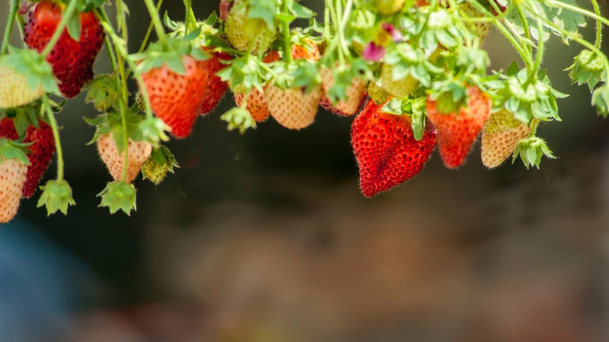 Reife und unreife Erdbeeren hängen an einer Pflanze auf einem Balkon.