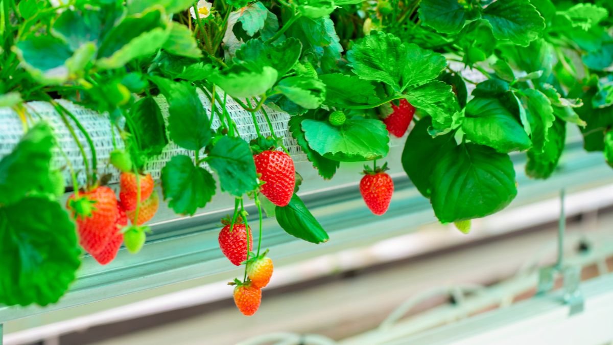 Reife Erdbeeren hängen an Pflanzen in einem vertikalen Garten auf dem Balkon.