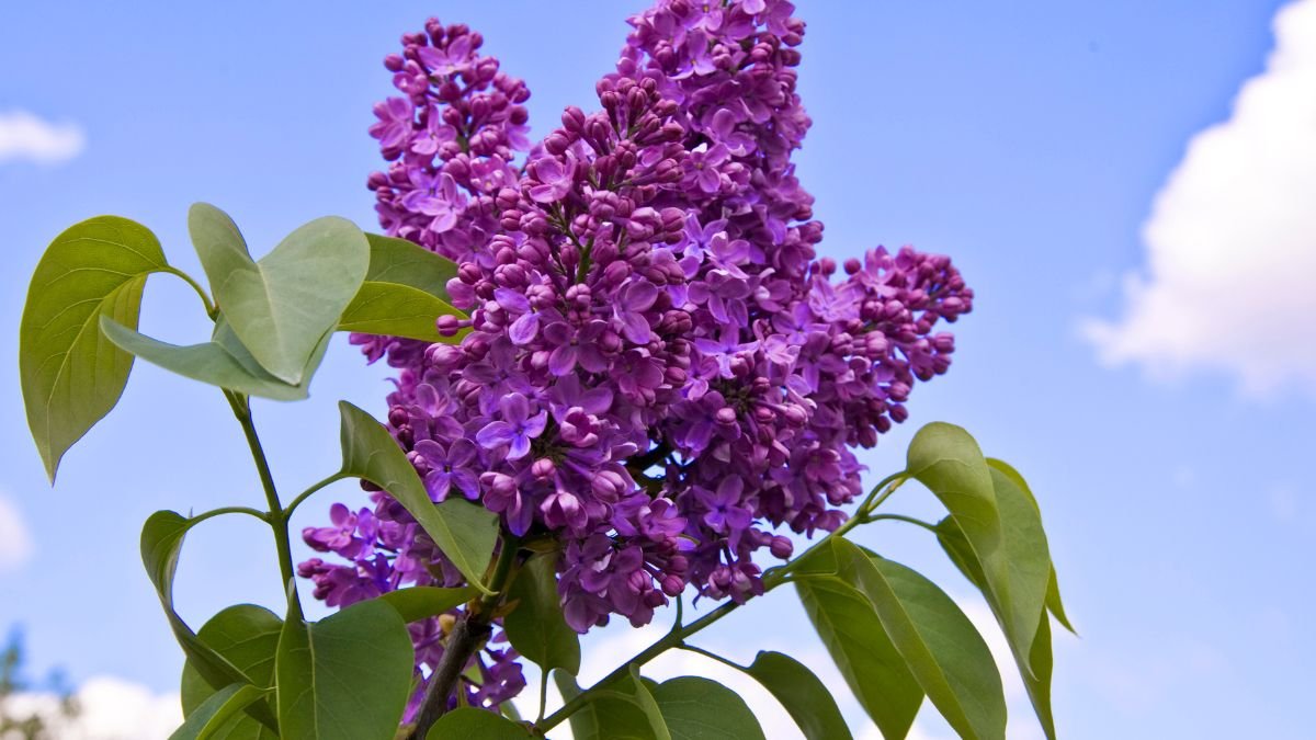 Bunte Fliederblüten in voller Blüte vor blauem Himmel.