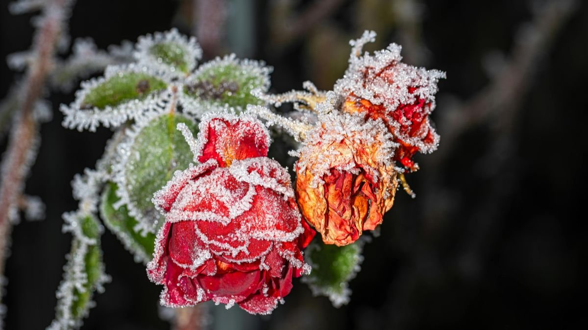 Eingefrorene Rosenblüten mit Frost auf den Blättern im Winter.
