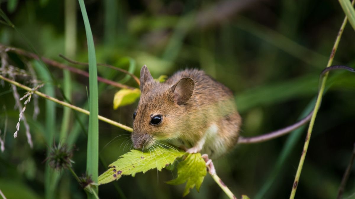 Eine Maus sitzt auf einem Blatt im Garten, umgeben von grünem Gras und Pflanzen.