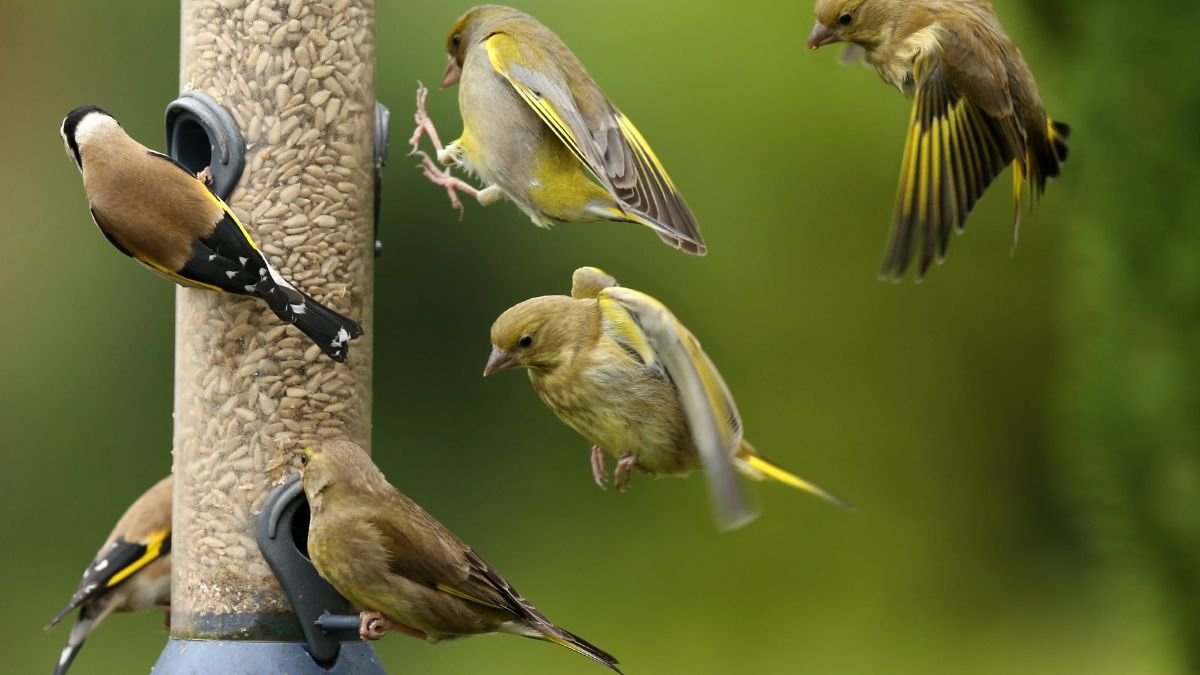 Mehrere Vögel, darunter Grünfinken, fressen an einem Futterspender im Garten.