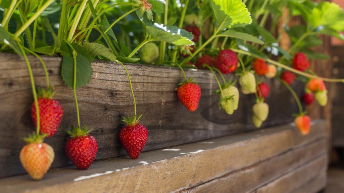 Hängeerdbeeren in einem Holzbehälter, reife und unreife Früchte sichtbar.