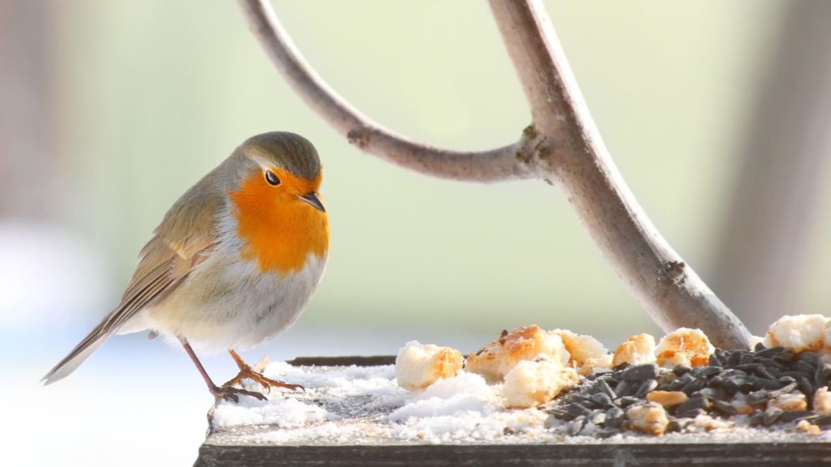 Ein Rotkehlchen sitzt an einem Futterhaus und pickt Körner.