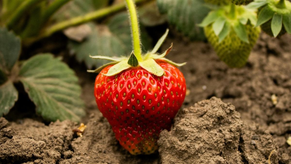 Reife Klettererdbeere auf fruchtbarem Boden, umgeben von grünen Blättern.