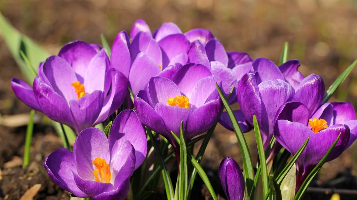 Bunte Krokusse blühen im Garten, mit leuchtend lila und orangefarbenen Blüten.