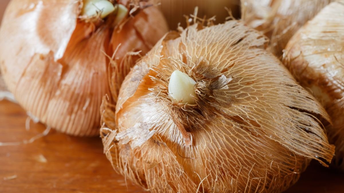 Nahaufnahme von Krokuszwiebeln mit frischen Trieben, bereit für das Pflanzen im Garten.