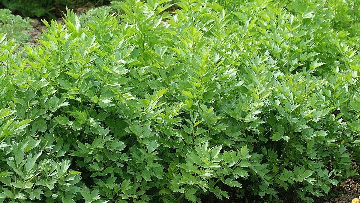 Frisches Liebstöckel mit grünen Blättern in einem Gartenbeet.