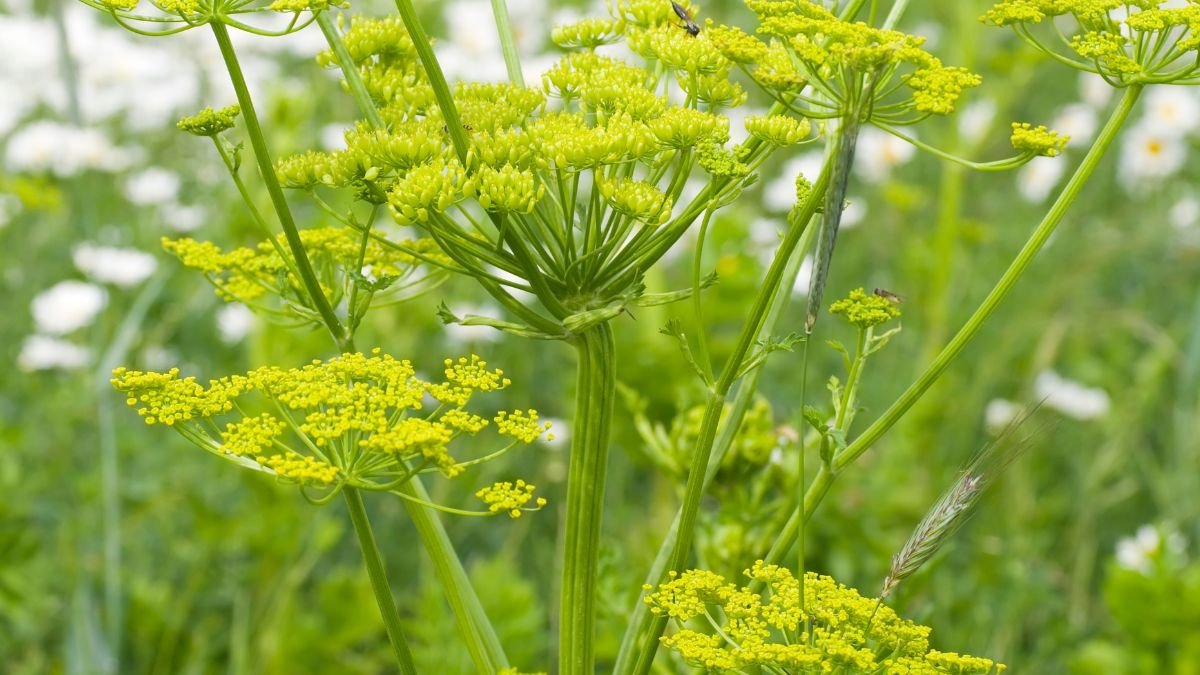 Liebstöckel-Pflanze mit leuchtend gelben Blüten in einem Garten.