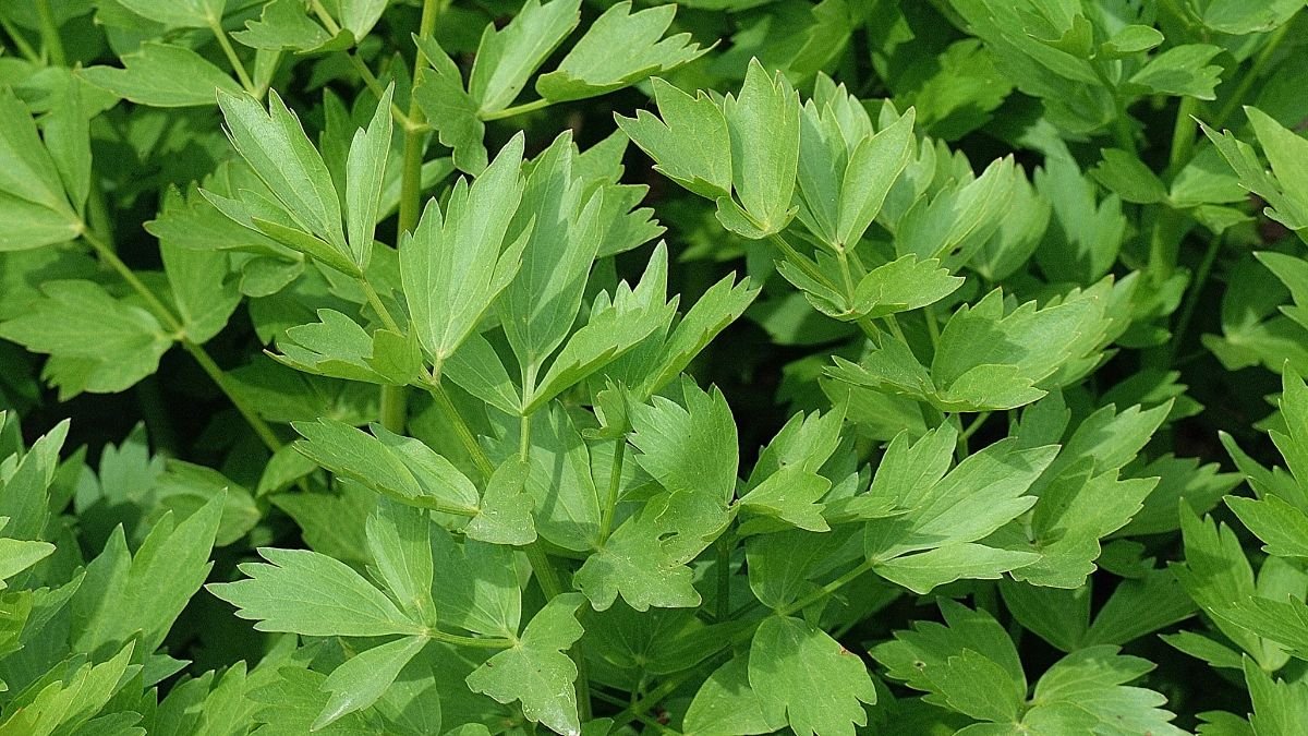 Frische Liebstöckelblätter in einem Garten, ideal für die Küchengärten.