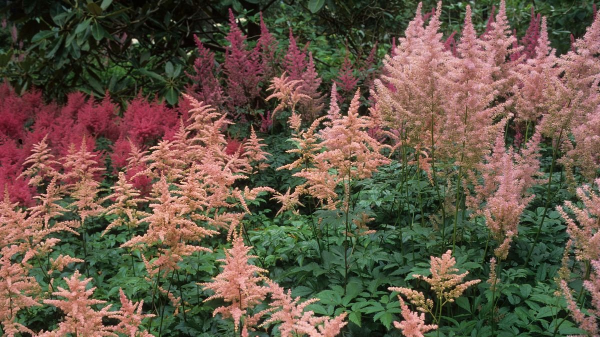Bunte Prachtspiere mit rosa und roten Blüten in einem schattigen Garten.