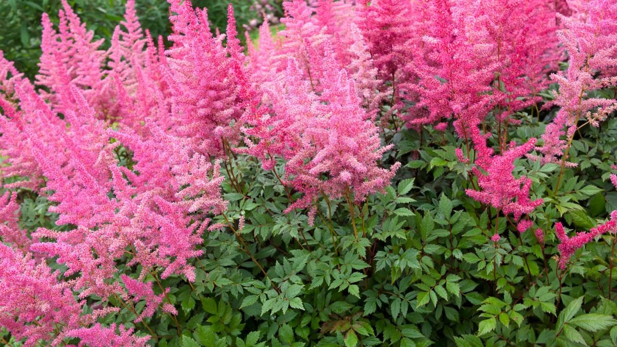Bunte Prachtspiere mit leuchtend pinken Blüten in einem Garten.