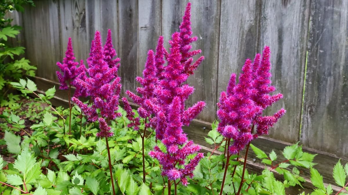 Leuchtende, pinkfarbene Blüten der Prachtspiere in einem schattigen Garten.