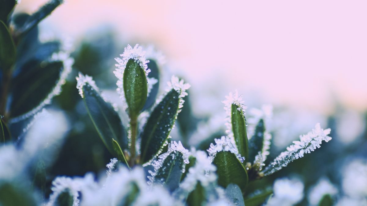 Eisblumen auf grünen Blättern einer frostempfindlichen Pflanze im Garten.
