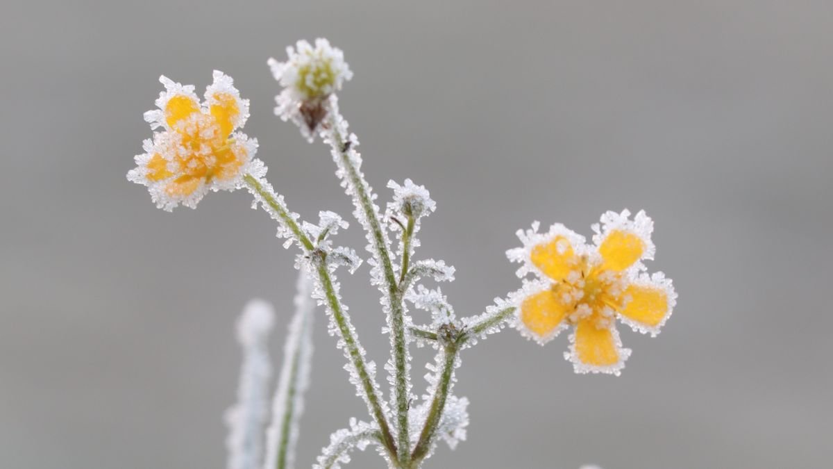 Eingefrorene gelbe Blüten mit Frost auf den Blättern in einem Garten.