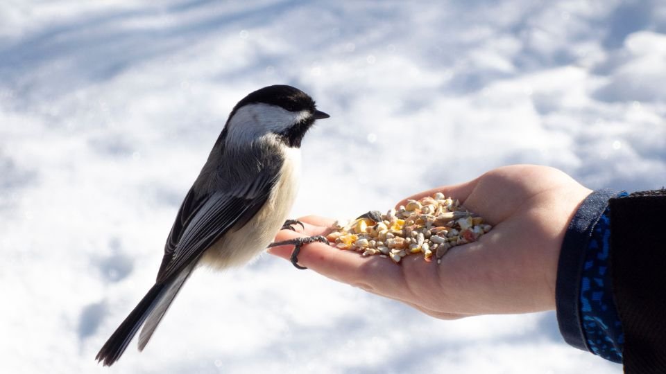 Ein Vogel sitzt auf einer Hand, die mit Vogelfutter gefüllt ist.