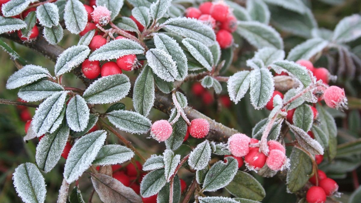 Eisige Blätter und rote Beeren an einem frostbedeckten Strauch im Garten.