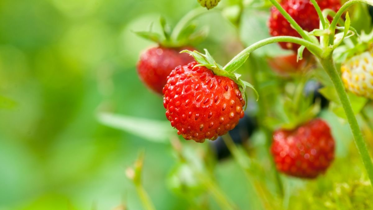 Reife Walderdbeeren hängen an einer Pflanze im Garten.