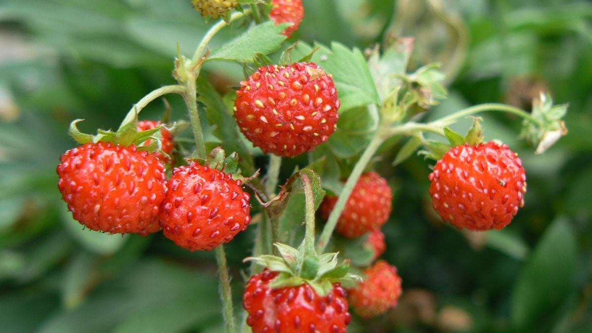 Reife Walderdbeeren an einer Pflanze im Garten, leuchtend rot und saftig.