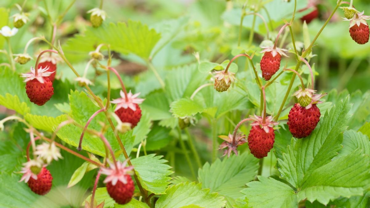 Reife Walderdbeeren wachsen zwischen grünen Blättern im Garten.