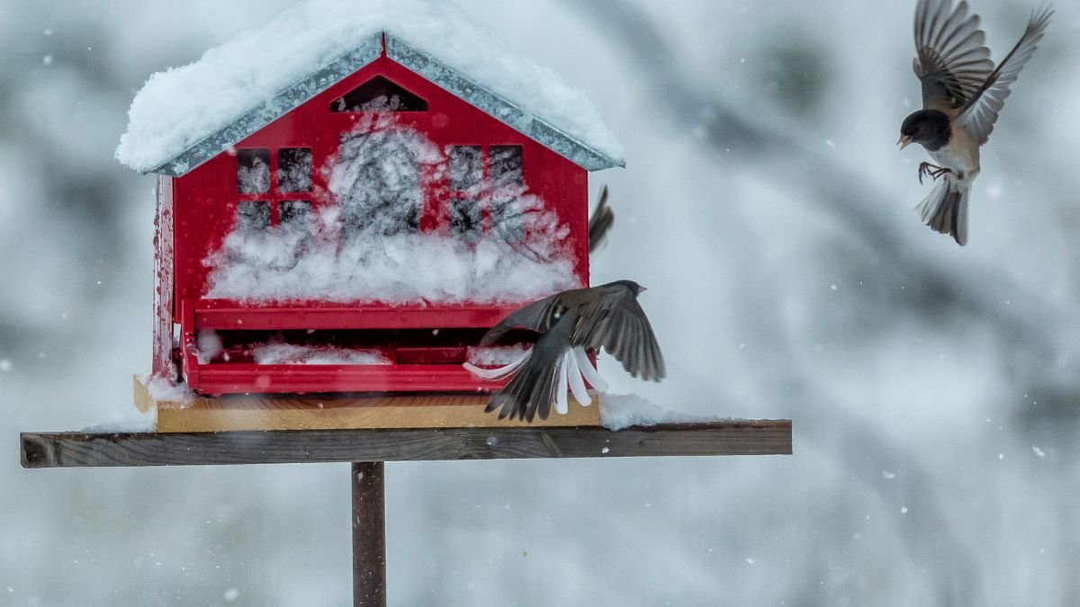 Ein rotes Vogelhaus im Schnee, umgeben von fliegenden Vögeln, die nach Futter suchen.