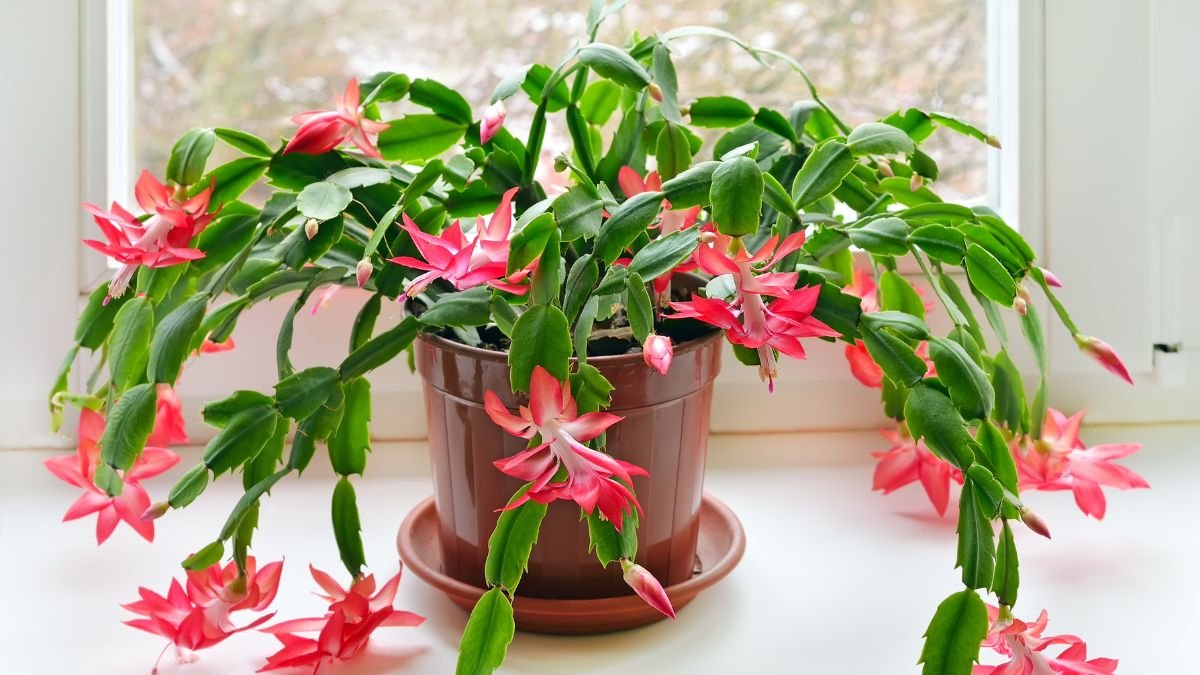 Ein blühender Weihnachtskaktus mit leuchtend pinken Blüten in einem Topf.