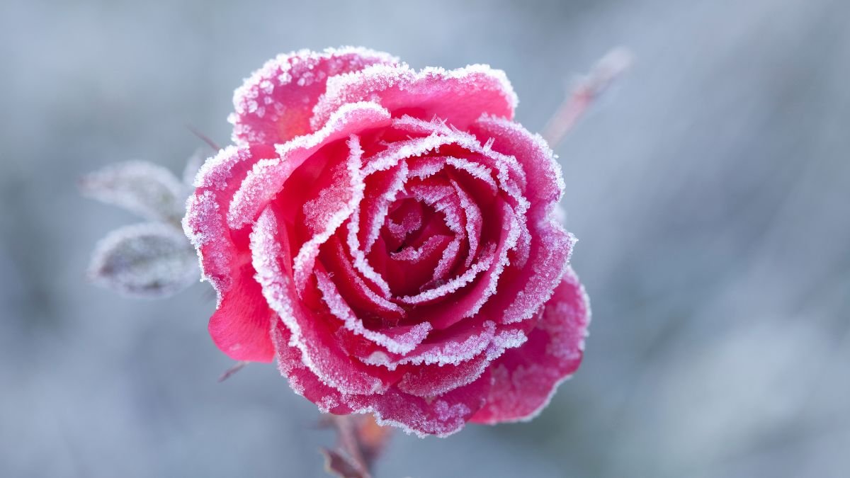 Eine gefrorene Rose mit frostigen Blütenblättern in winterlicher Umgebung.