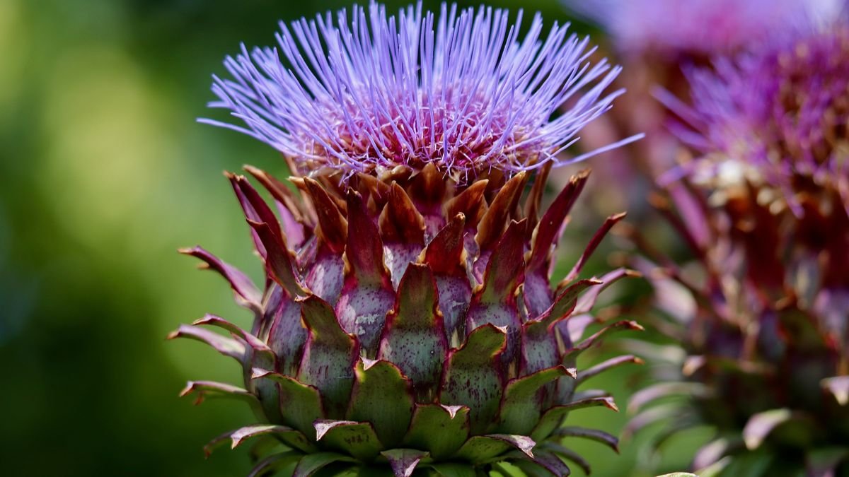 Nahaufnahme einer Artischocke mit lila Blüte und stacheligen Blättern.