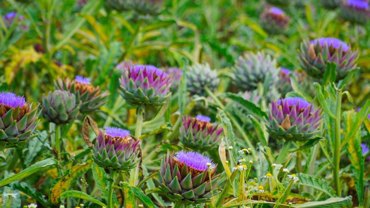 Ein Feld mit blühenden Artischocken, die in verschiedenen Grüntönen und Lila blühen.