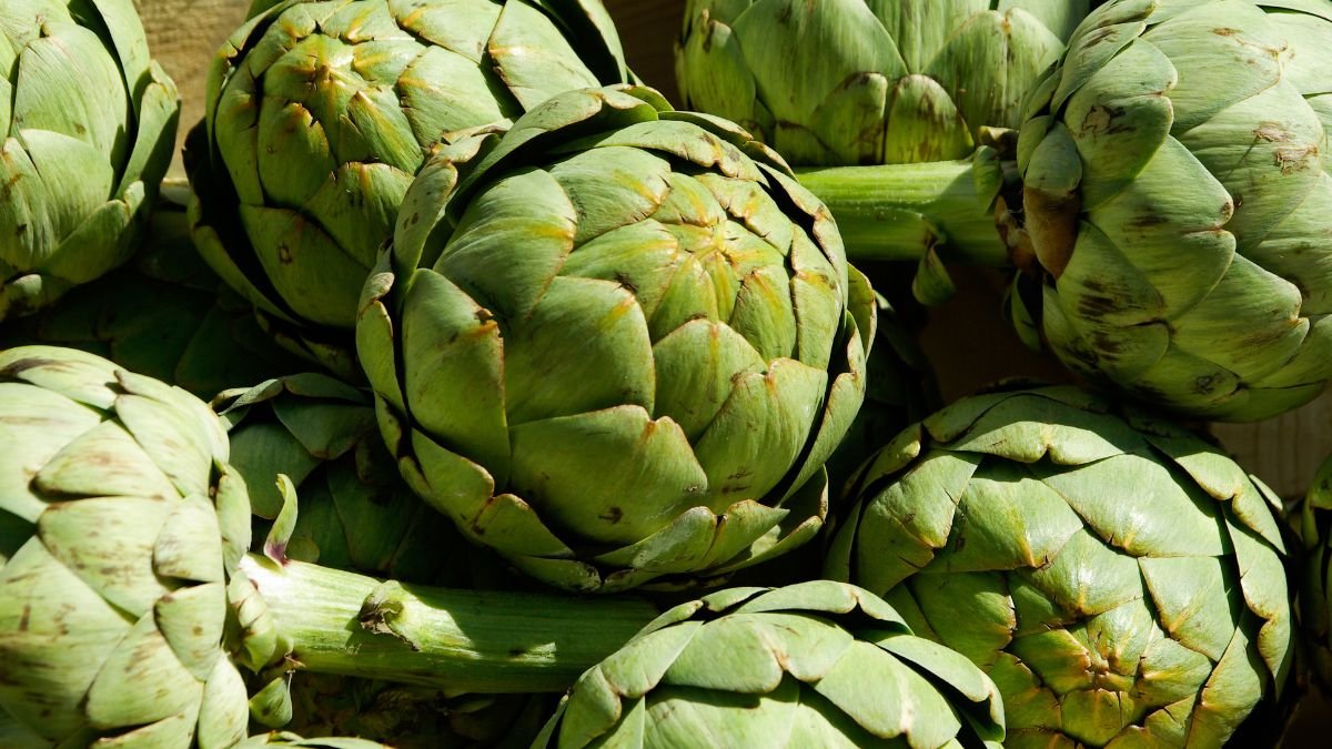 Artischocken ernten, lagern & haltbar machen Frisch geerntete Artischocken mit grüner Schale, bereit zur Lagerung.