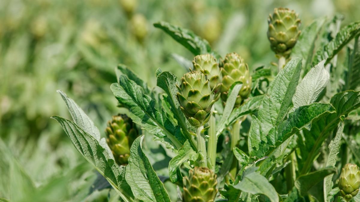 Grüne Artischockenpflanzen mit kräftigen Blättern im Garten.