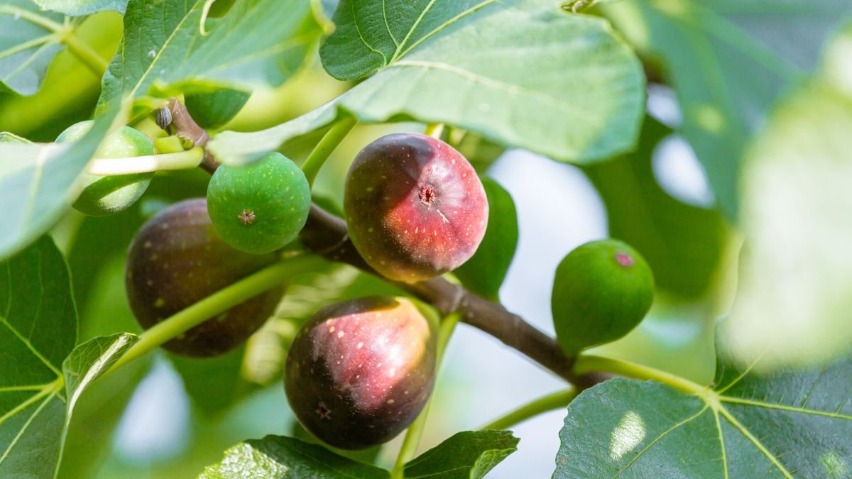 Feigenbaum kaufen: Profi-Tipps & empfehlenswerte Bezugsquellen Ein Feigenbaum mit reifen und unreifen Feigen, umgeben von grünen Blättern.