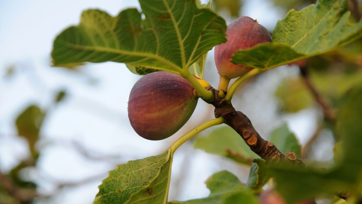 Reife Feigen hängen an einem Feigenbaum, umgeben von grünen Blättern.