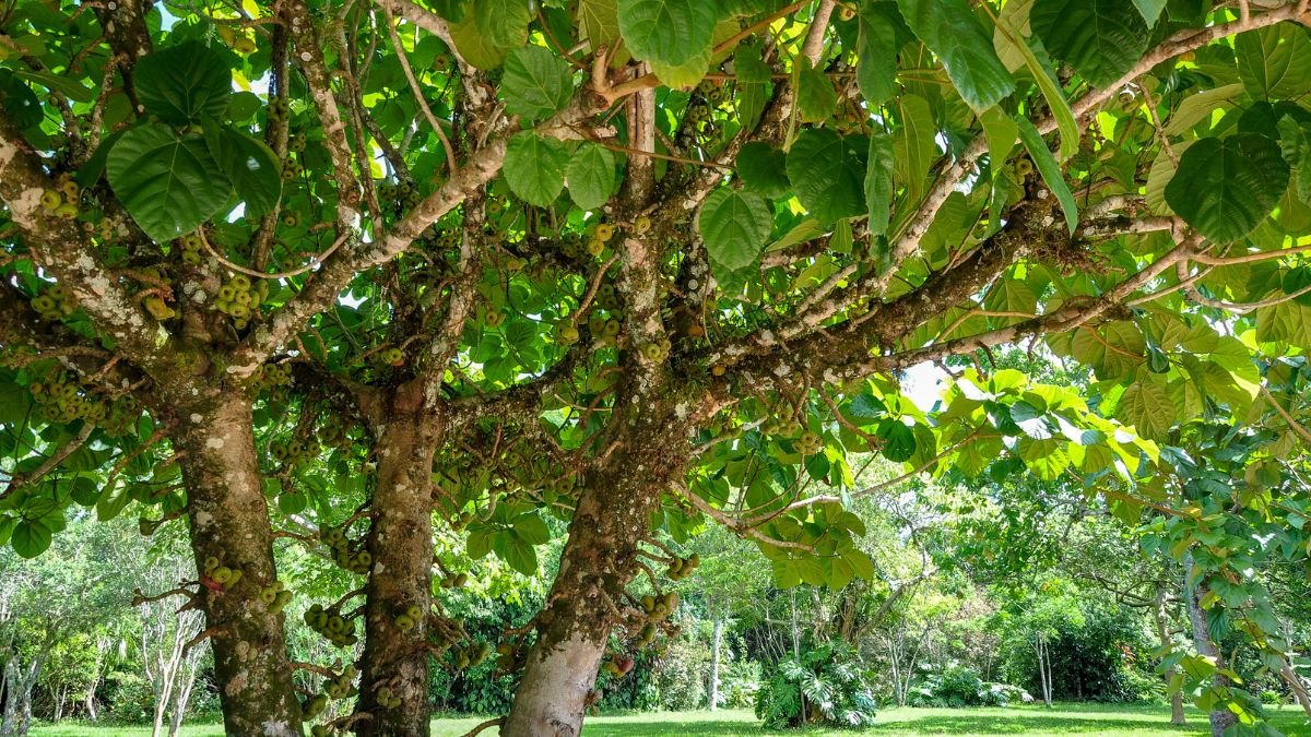 Ein Feigenbaum mit üppigem Blattwerk und kleinen, unreifen Feigen in einem Garten.