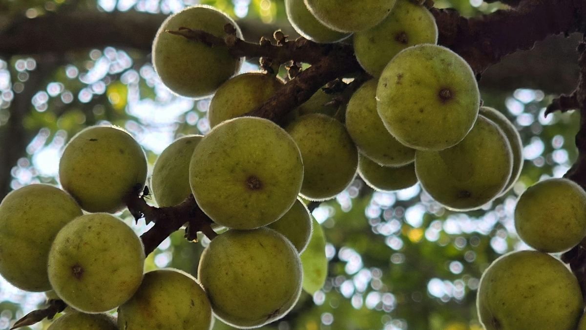 Reife grüne Feigen wachsen an einem Zweig eines Feigenbaums im Garten.