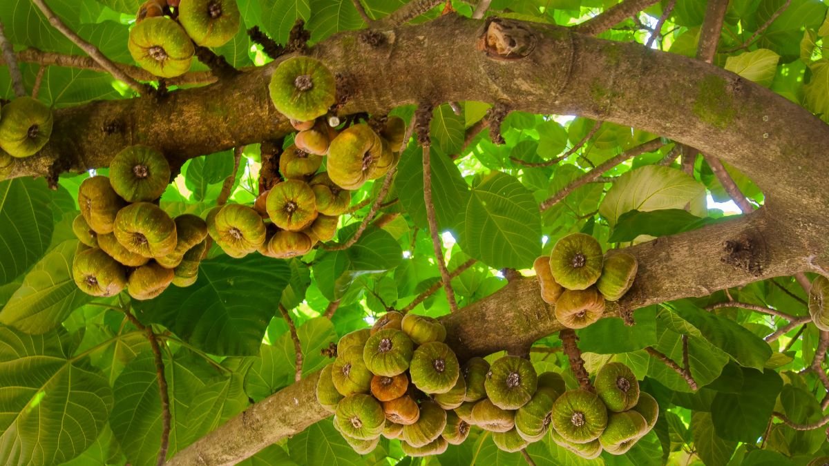 Ein Feigenbaum mit reifen und unreifen Früchten, umgeben von großen grünen Blättern.