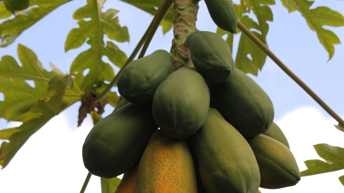 Grüne Papayas wachsen an einem Baum, umgeben von großen Blättern.