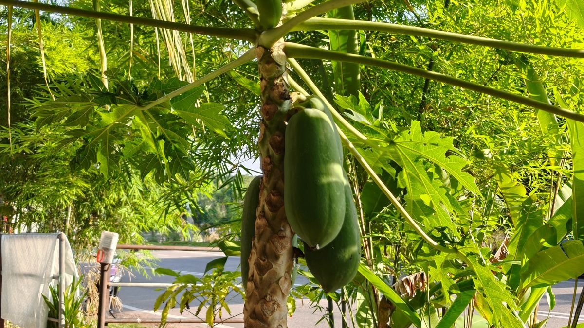 Eine Papaya-Pflanze mit grünen Früchten und großen Blättern im Garten.